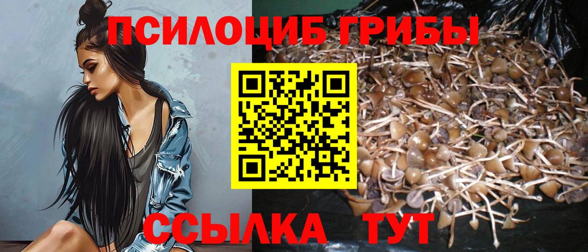 Псилоцибиновые грибы мицелий Черняховск