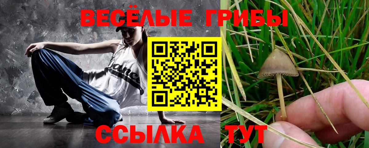 Псилоцибиновые грибы MAGIC MUSHROOMS  Псилоцибиновые грибы прущие грибы  Черняховск  Вход с VPN 